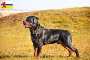 Lees meer over het artikel Rottweiler fokkers en pups in Limburg