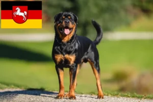 Lees meer over het artikel Rottweiler fokkers en pups in Nedersaksen