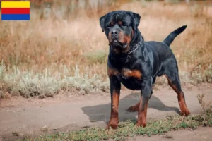 Lees meer over het artikel Rottweiler fokkers en pups in Noord-Holland