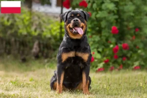 Lees meer over het artikel Rottweiler fokkers en pups in Polen