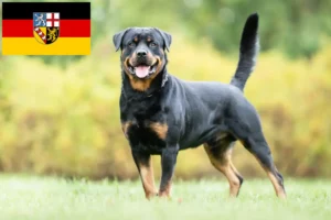 Lees meer over het artikel Rottweiler fokkers en pups in Saarland