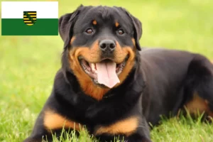 Lees meer over het artikel Rottweiler fokkers en pups in Saksen