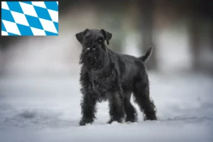 Lees meer over het artikel Schnauzer fokkers en puppies in Beieren