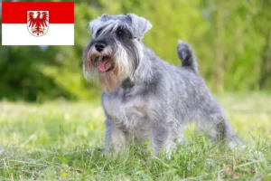 Lees meer over het artikel Schnauzer fokkers en pups in Brandenburg