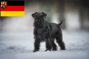 Lees meer over het artikel Schnauzer fokkers en pups in Rijnland-Palts