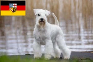 Lees meer over het artikel Schnauzer fokkers en pups in Saarland