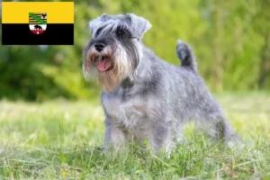 Lees meer over het artikel Schnauzer fokkers en pups in Saksen-Anhalt