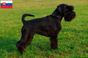 Lees meer over het artikel Schnauzer fokkers en pups in Slowakije