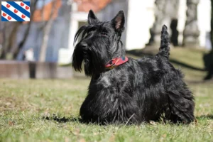 Lees meer over het artikel Schotse Terrier fokkers en pups in Friesland