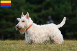 Lees meer over het artikel Schotse Terrier fokkers en pups in Noord-Holland