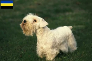 Lees meer over het artikel Sealyham Terrier fokkers en pups in Gelderland