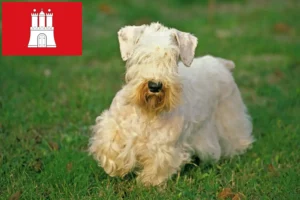 Lees meer over het artikel Sealyham Terrier fokkers en pups in Hamburg