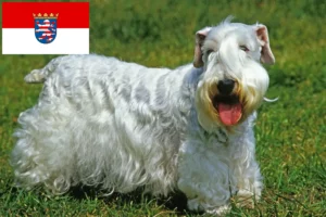 Lees meer over het artikel Sealyham Terrier fokkers en pups in Hessen