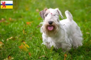 Lees meer over het artikel Sealyham Terrier fokkers en pups in Limburg