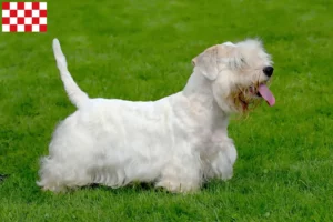 Lees meer over het artikel Sealyham Terrier fokkers en pups in Noord-Brabant