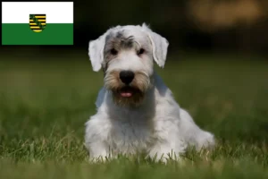 Lees meer over het artikel Sealyham Terrier fokkers en puppies in Saksen