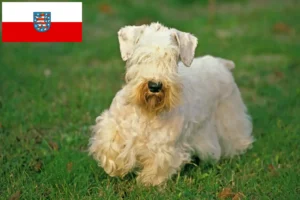 Lees meer over het artikel Sealyham Terrier fokkers en pups in Thüringen