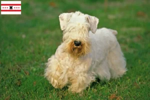 Lees meer over het artikel Sealyham Terrier fokkers en pups in Drenthe