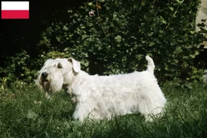 Lees meer over het artikel Sealyham Terrier fokkers en puppies in Polen