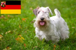 Lees meer over het artikel Sealyham Terrier fokkers en pups in Rijnland-Palts