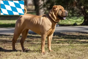 Lees meer over het artikel Shar-Pei fokkers en pups in Beieren