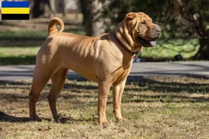 Lees meer over het artikel Shar-Pei fokkers en pups in Gelderland