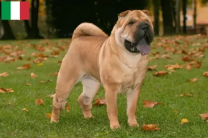 Lees meer over het artikel Shar-Pei fokkers en puppy’s in Italië