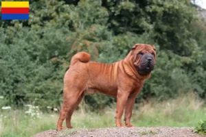 Lees meer over het artikel Shar-Pei fokkers en pups in Noord-Holland