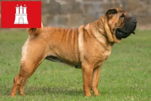 Lees meer over het artikel Shar-Pei fokkers en pups in Hamburg