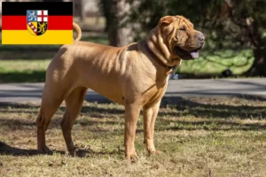 Lees meer over het artikel Shar-Pei fokkers en pups in Saarland