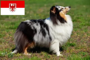 Lees meer over het artikel Sheltie fokkers en puppies in Brandenburg