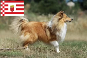 Lees meer over het artikel Sheltie fokkers en pups in Bremen