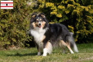 Lees meer over het artikel Sheltie fokkers en pups in Drenthe