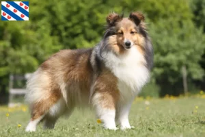 Lees meer over het artikel Sheltie fokkers en pups in Friesland