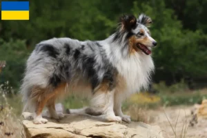 Lees meer over het artikel Sheltie fokkers en puppy’s in Oekraïne