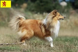 Lees meer over het artikel Sheltie fokkers en pups in Zuid-Holland