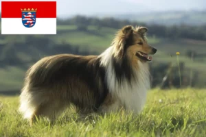 Lees meer over het artikel Sheltie fokkers en pups in Hessen