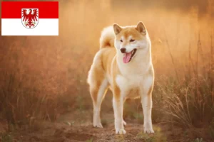 Lees meer over het artikel Shiba fokkers en pups in Brandenburg