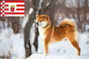 Lees meer over het artikel Shiba fokkers en pups in Bremen