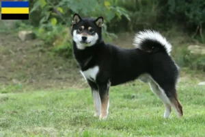 Lees meer over het artikel Shiba fokkers en pups in Gelderland