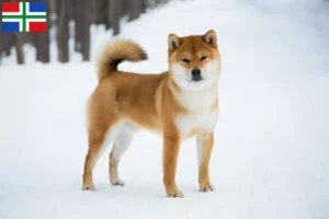 Lees meer over het artikel Shiba fokkers en pups in Groningen