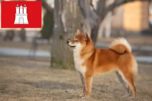 Lees meer over het artikel Shiba fokkers en pups in Hamburg