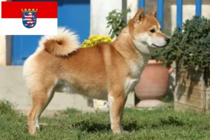 Lees meer over het artikel Shiba fokkers en pups in Hessen