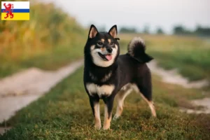 Lees meer over het artikel Shiba fokkers en pups in Limburg