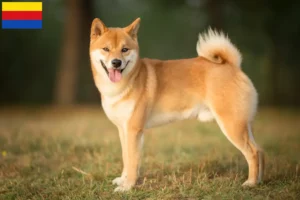 Lees meer over het artikel Shiba fokkers en pups in Noord-Holland