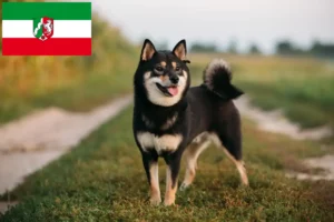 Lees meer over het artikel Shiba fokkers en pups in Noordrijn-Westfalen