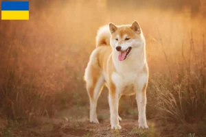 Lees meer over het artikel Shiba fokkers en puppy’s in Oekraïne