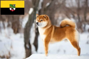 Lees meer over het artikel Shiba fokkers en pups in Saksen-Anhalt