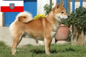 Lees meer over het artikel Shiba fokkers en pups in Thüringen