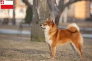 Lees meer over het artikel Shiba fokkers en pups in Utrecht